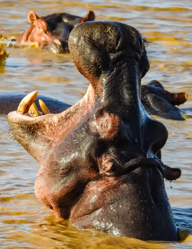 SAFARI_Hippo